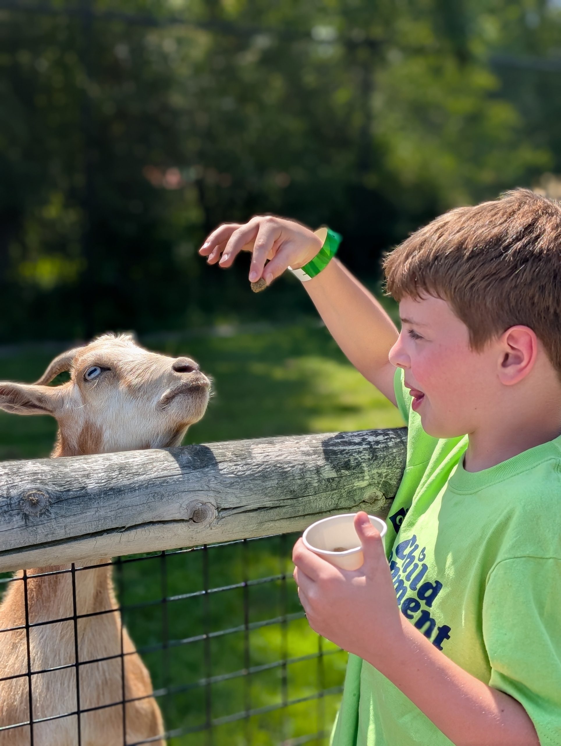 A school-age Erie summer camp student feeding goats during a summer camp trip.